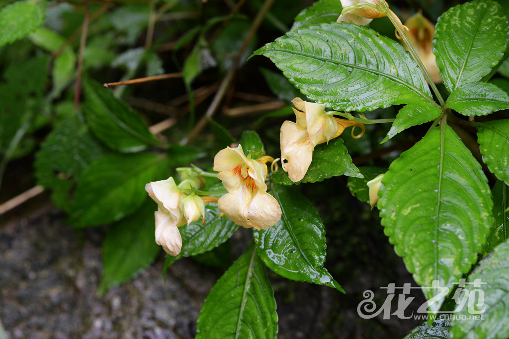 山地凤仙花 Impatiens monticola