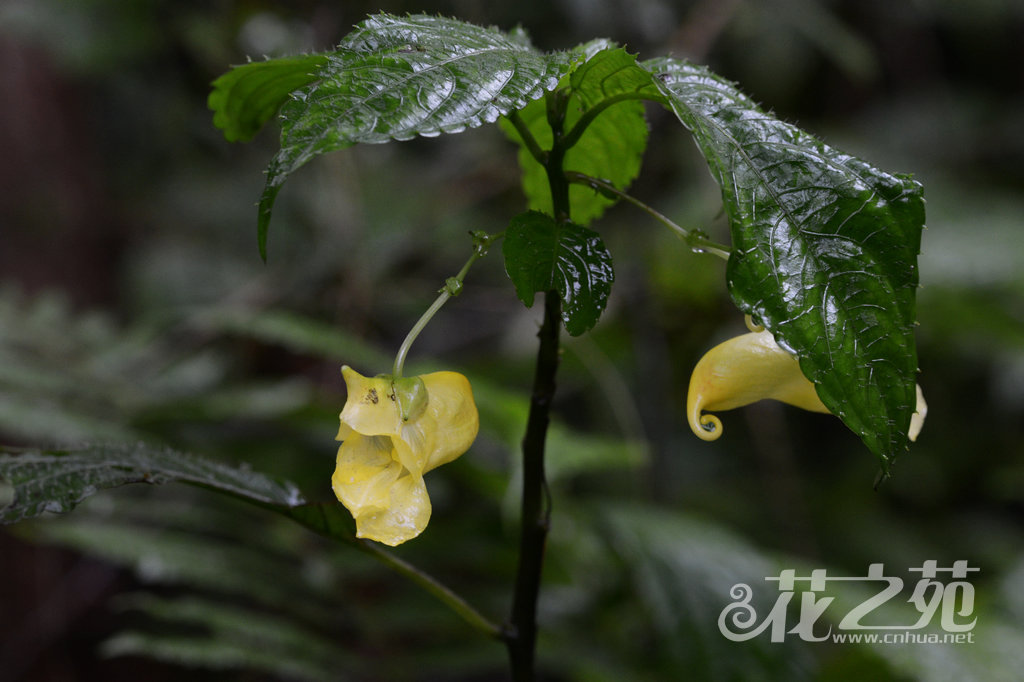 贝苞凤仙花 Impatiens conchibracteata