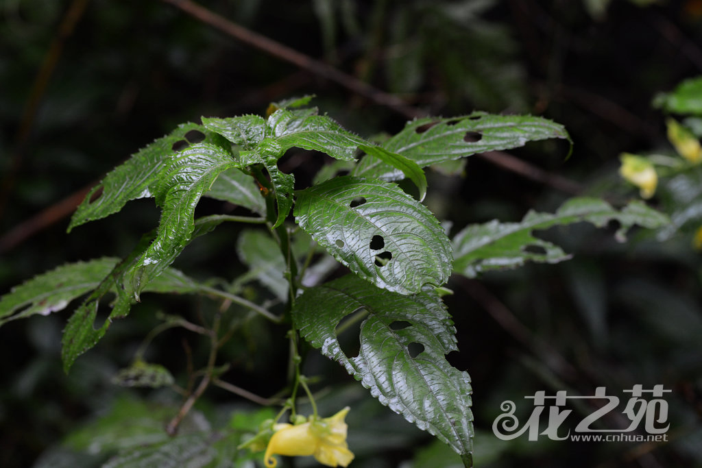 贝苞凤仙花 Impatiens conchibracteata