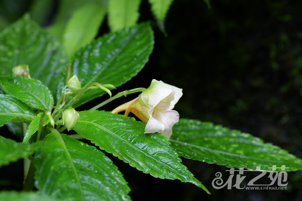 山地凤仙花 Impatiens monticola