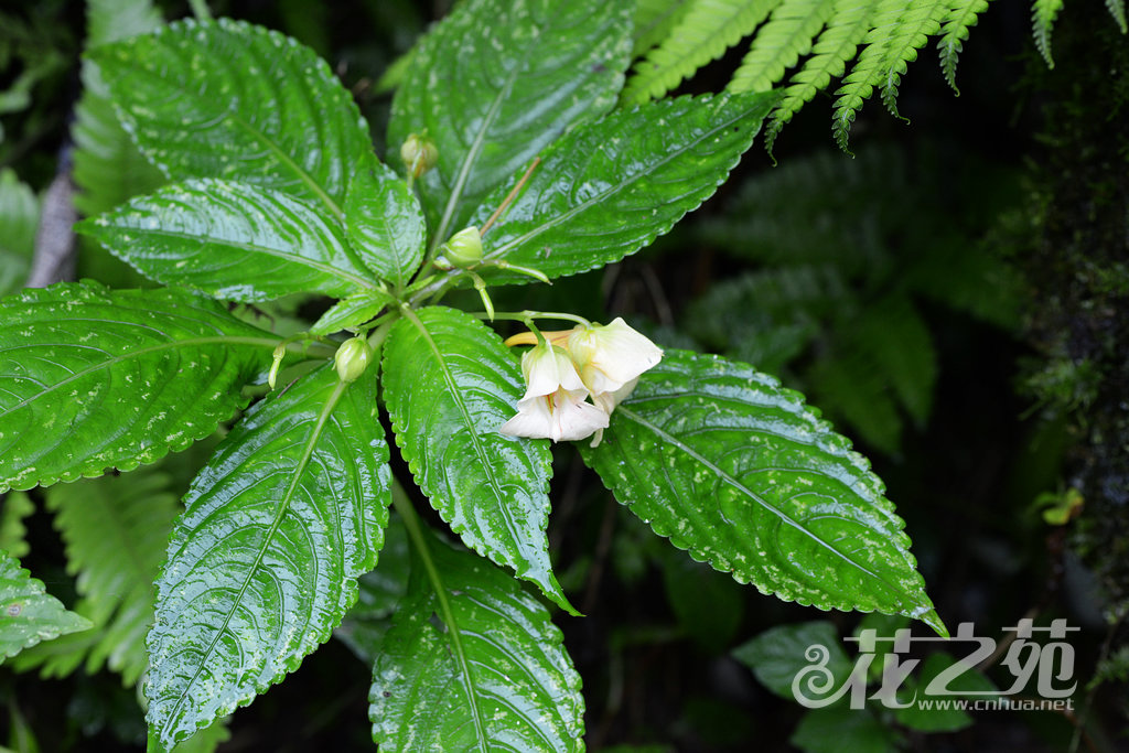 山地凤仙花 Impatiens monticola