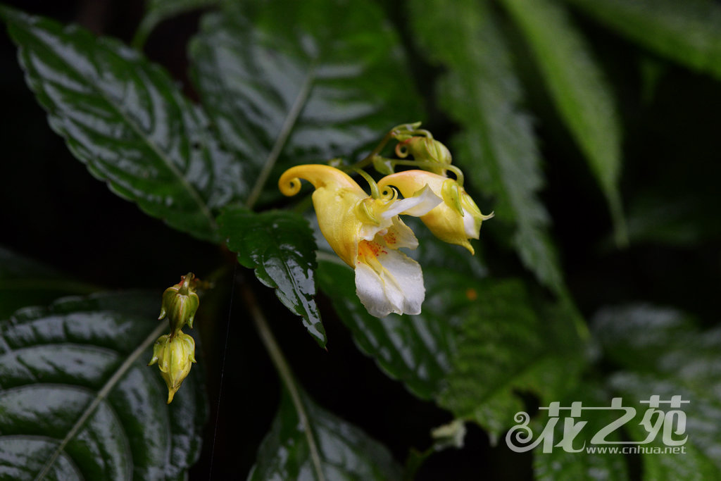 峨眉凤仙花 Impatiens omeiana