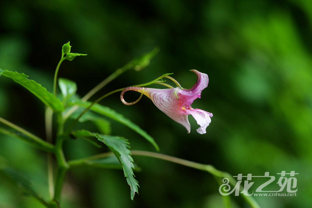 红雉凤仙花 Impatiens oxyanthera