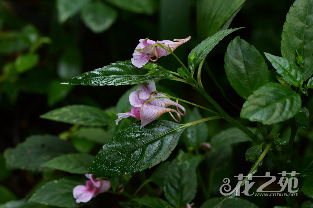 红雉凤仙花 Impatiens oxyanthera