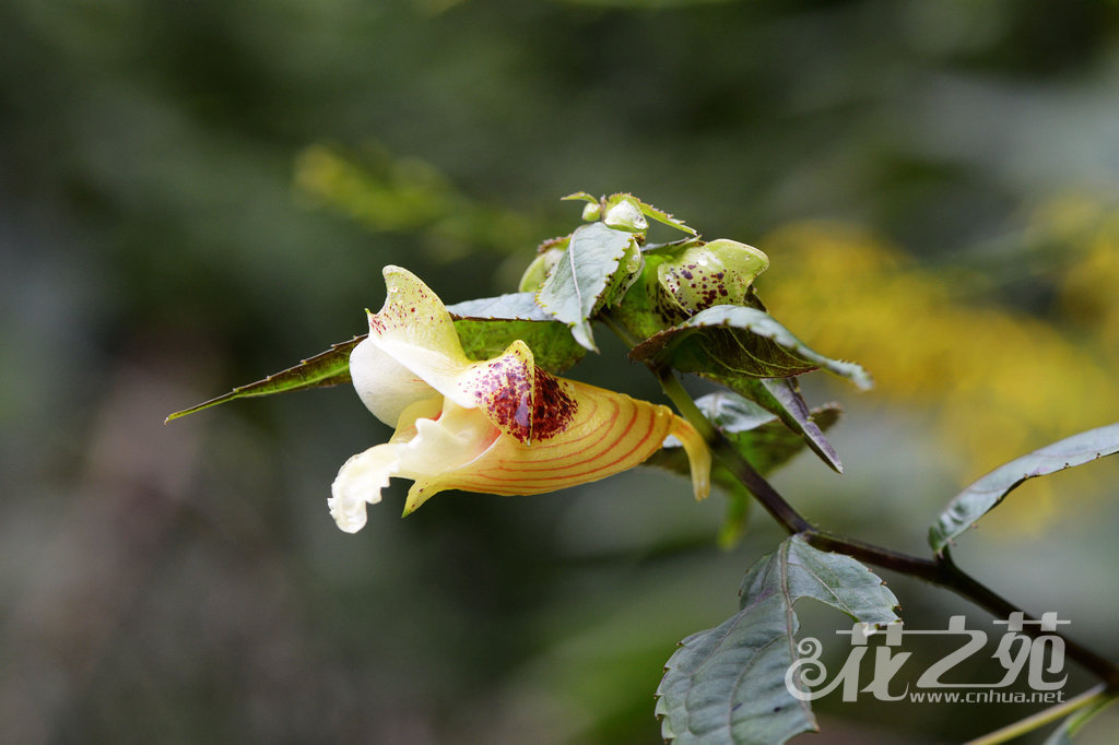 紫萼凤仙花 Impatiens platychlaena