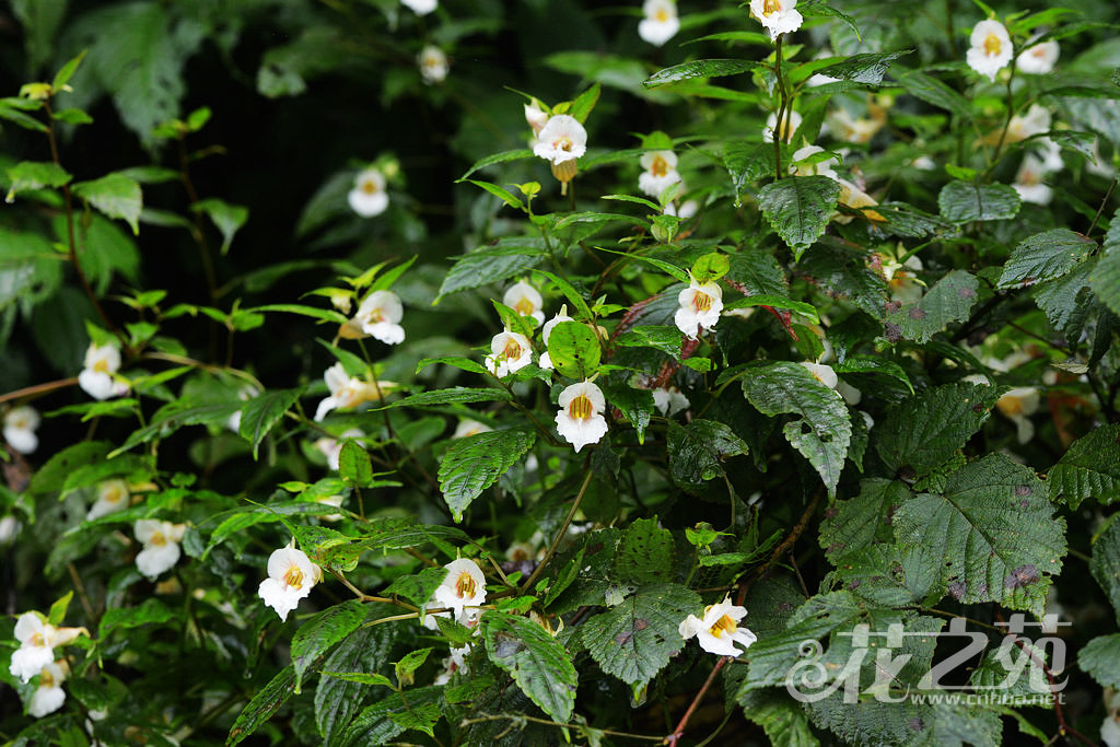 紫萼凤仙花 Impatiens platychlaena