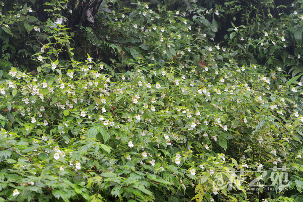 紫萼凤仙花 Impatiens platychlaena