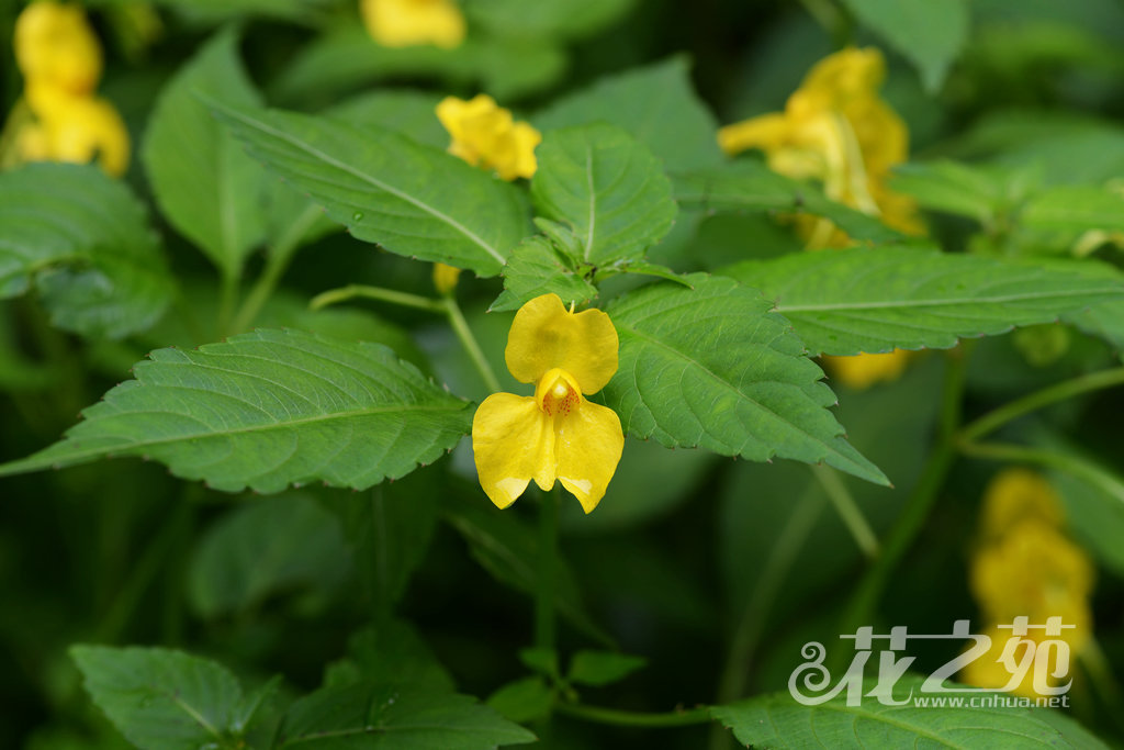 菱叶凤仙花 Impatiens rhombifolia