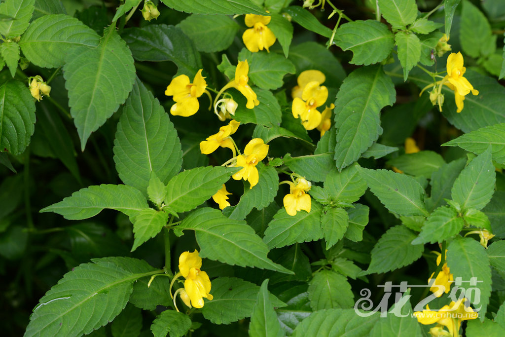 菱叶凤仙花 Impatiens rhombifolia