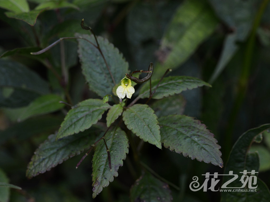 林生凤仙花 Impatiens lucorum