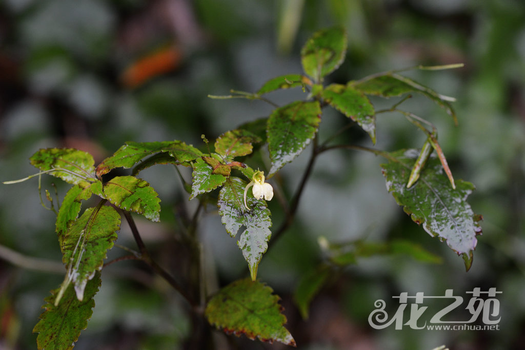 林生凤仙花 Impatiens lucorum