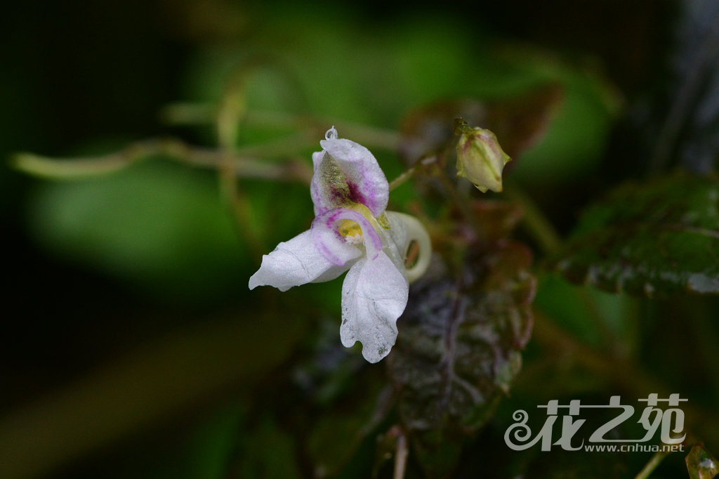 羞怯凤仙花 Impatiens pudica