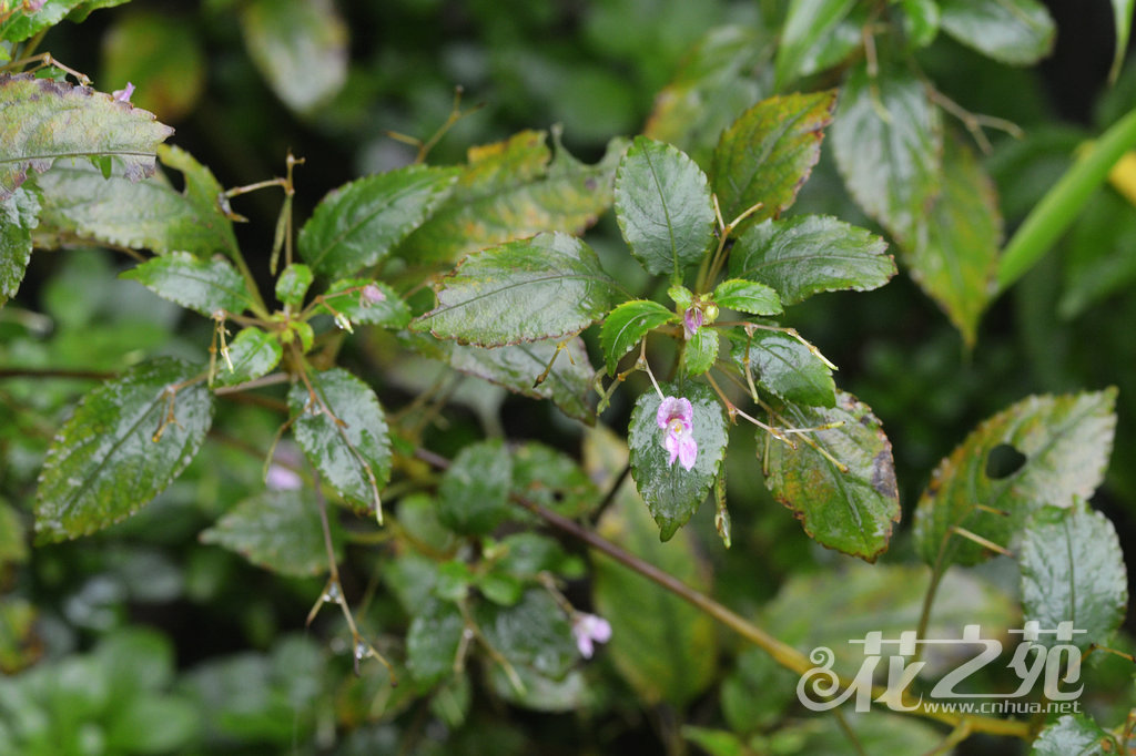 羞怯凤仙花 Impatiens pudica