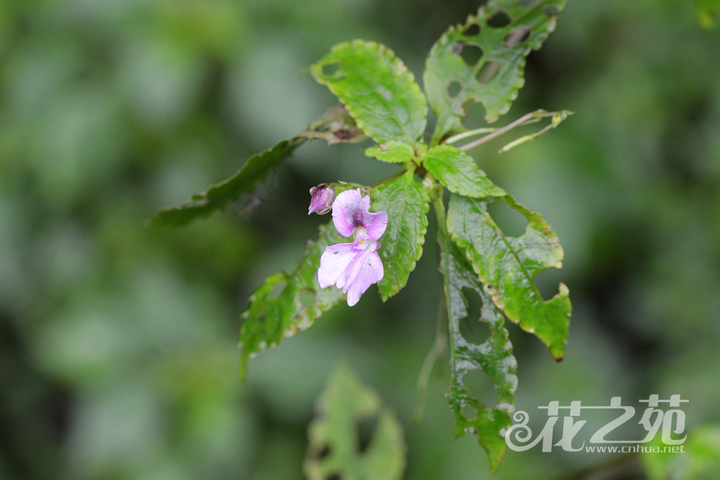 短喙凤仙花 Impatiens rostellata