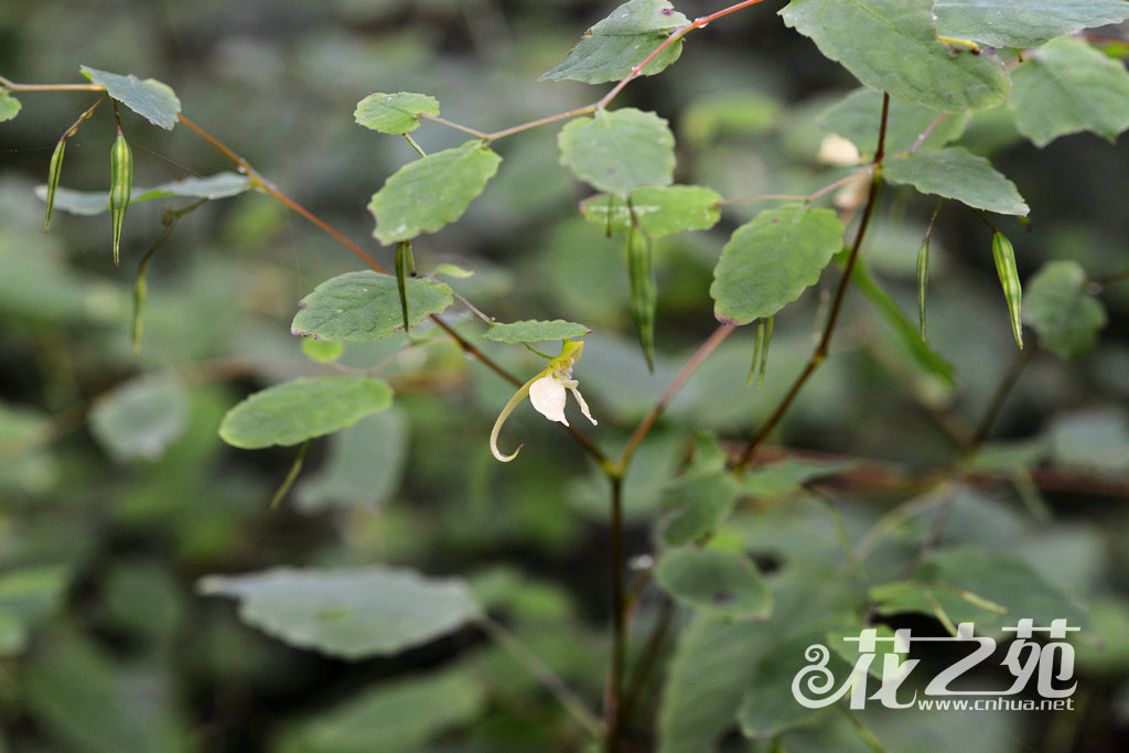 波缘凤仙花 Impatiens undulata