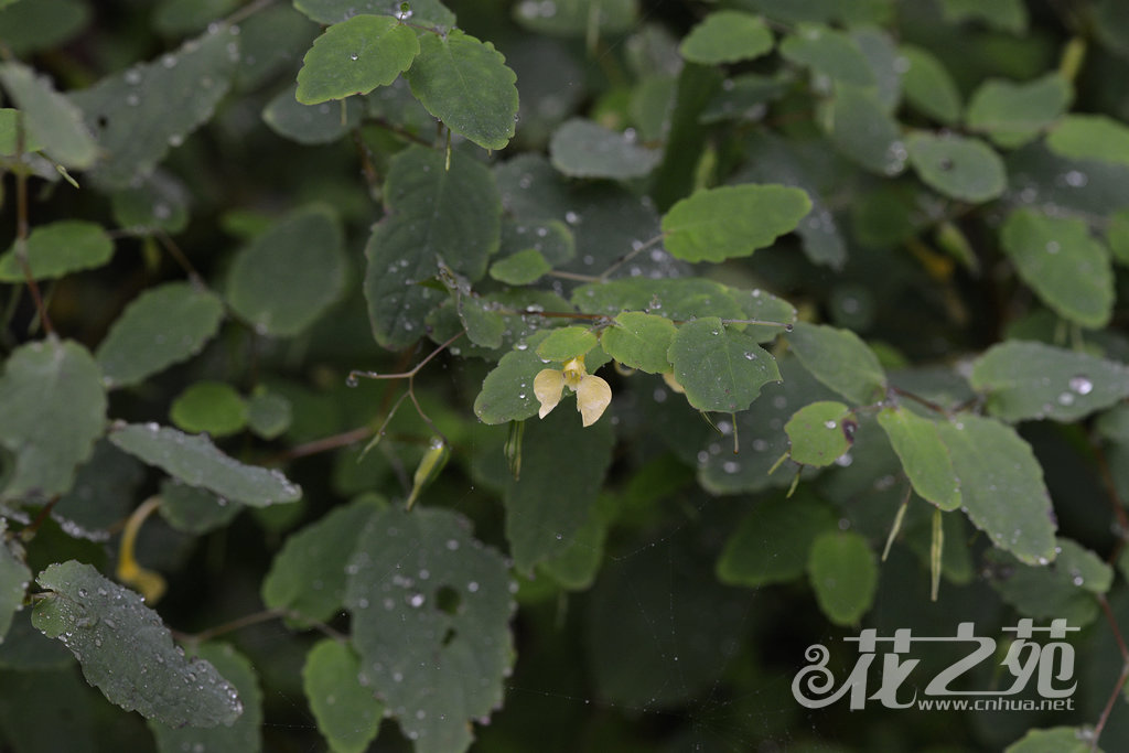 波缘凤仙花 Impatiens undulata