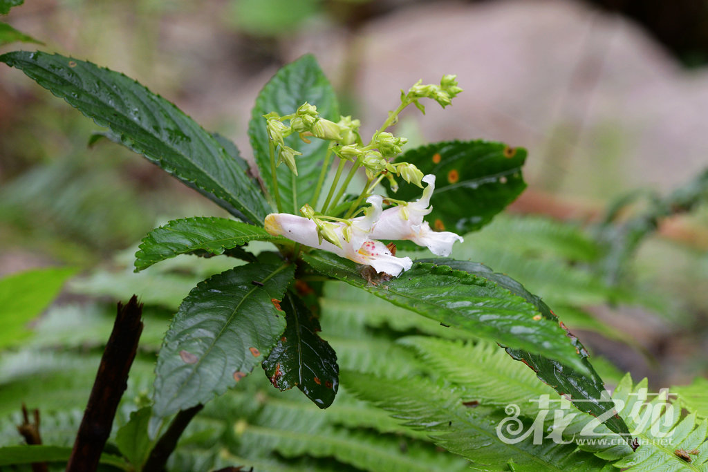 白花凤仙花 Impatiens wilsonii