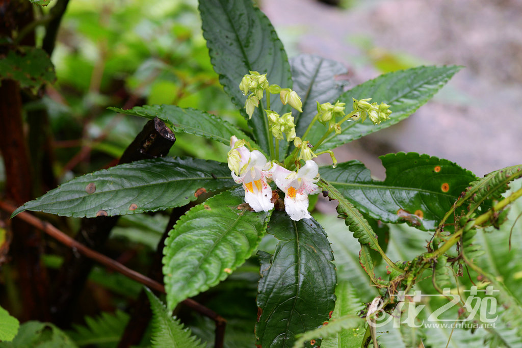 白花凤仙花 Impatiens wilsonii