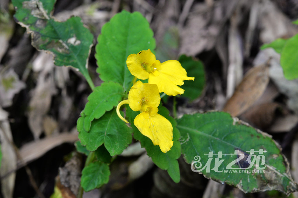 Impatiens bodinieri 包氏凤仙花 