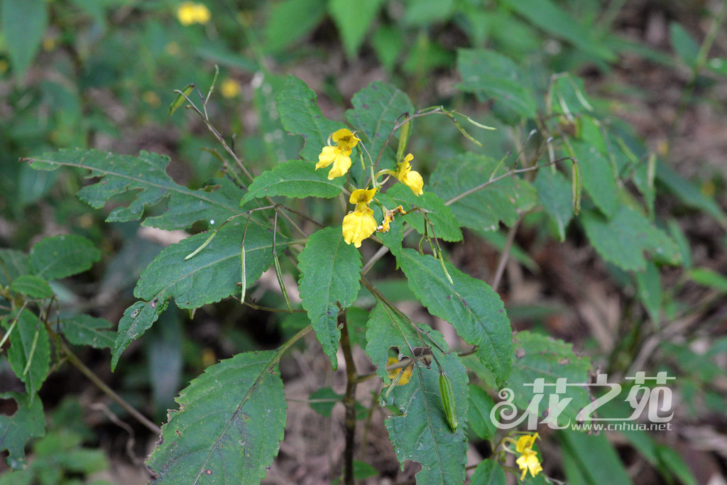 Impatiens bodinieri 包氏凤仙花 