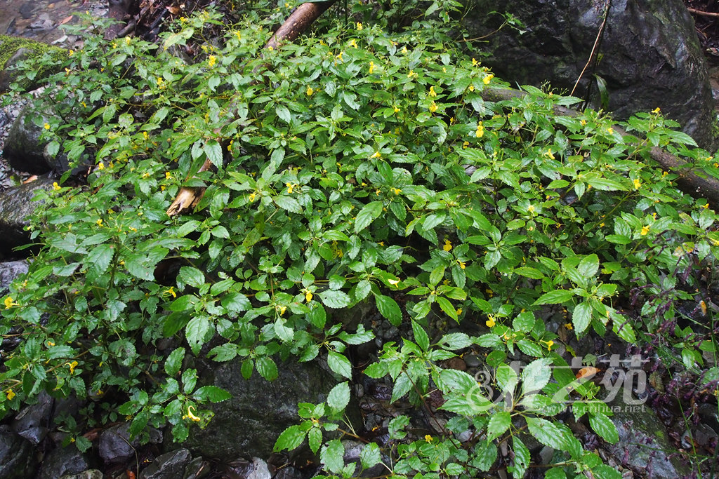 Impatiens bodinieri 包氏凤仙花 