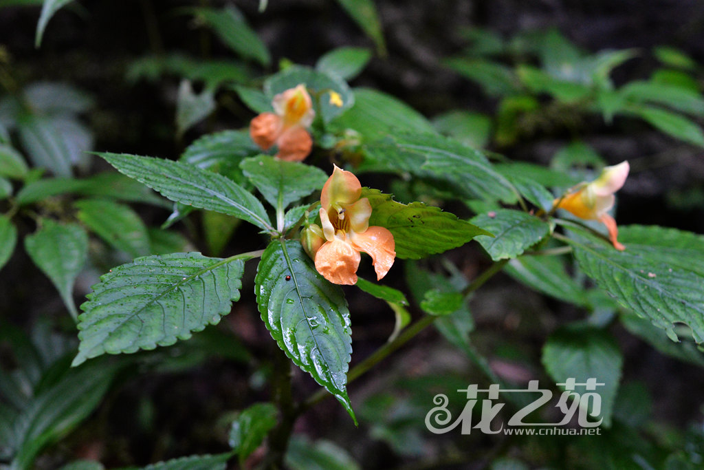 绿萼凤仙花 Impatiens chlorosepala