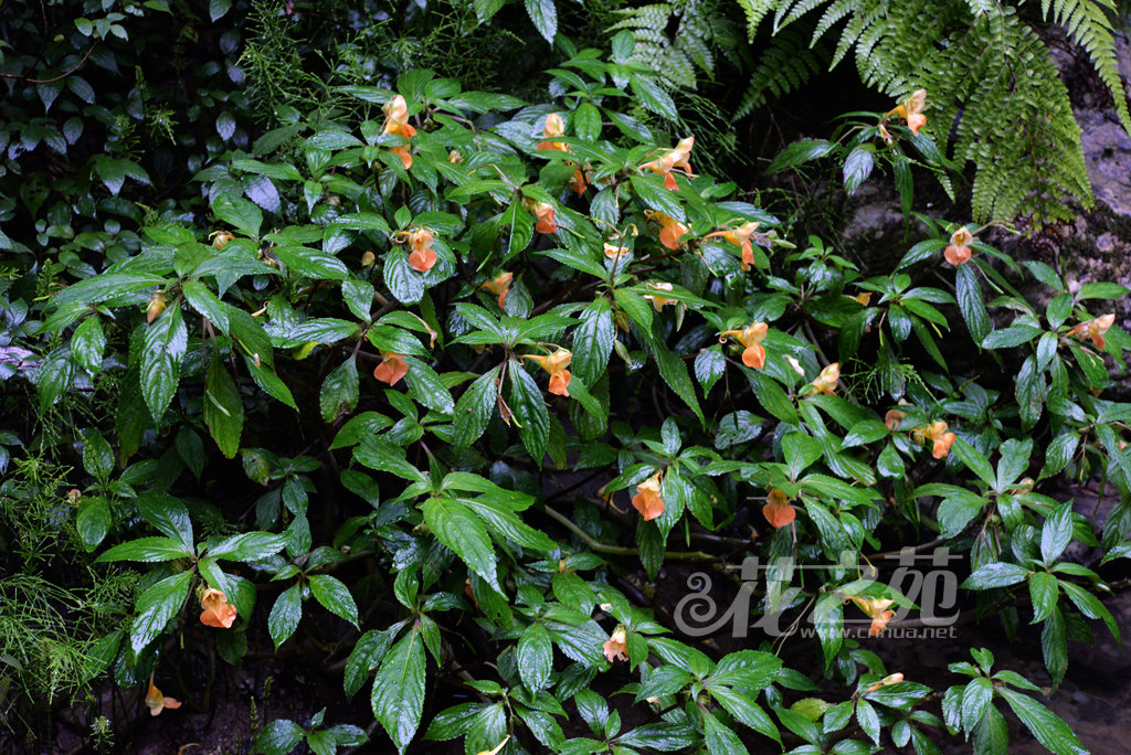 绿萼凤仙花 Impatiens chlorosepala