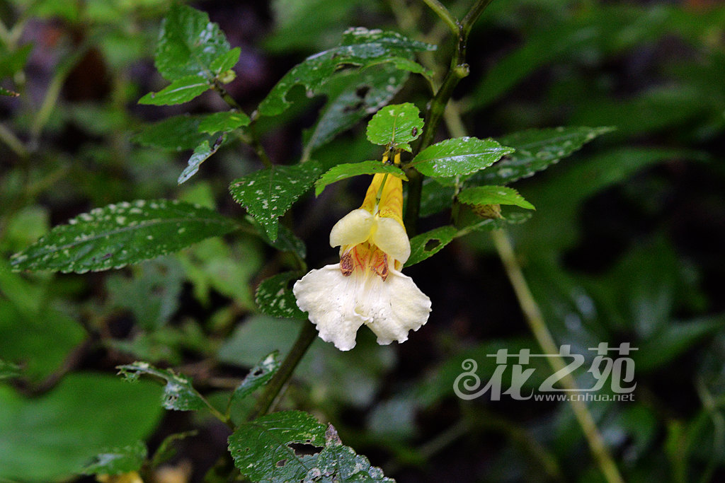 齿萼凤仙花 Impatiens dicentra