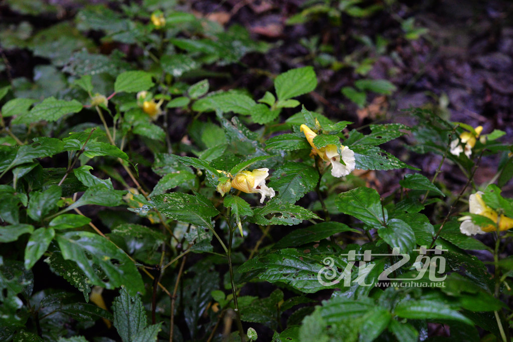 齿萼凤仙花 Impatiens dicentra