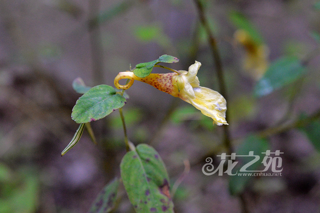 长翼凤仙花 Impatiens longialata