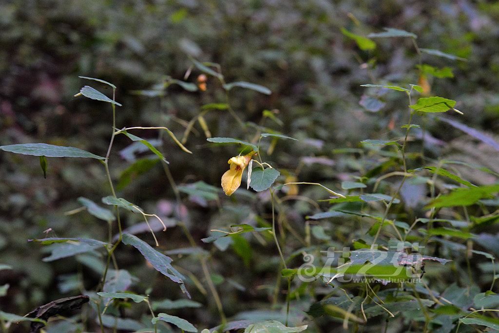 长翼凤仙花 Impatiens longialata