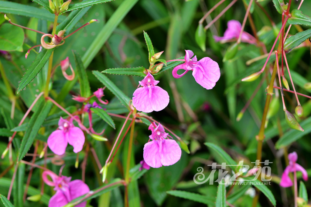 华凤仙 Impatiens chinensis