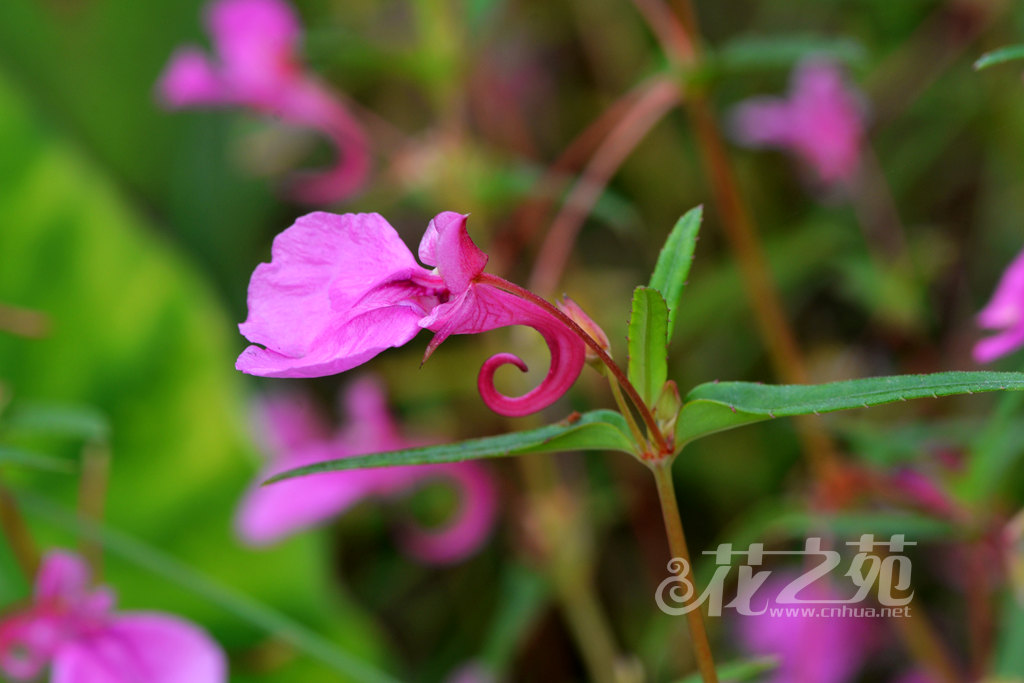 华凤仙 Impatiens chinensis