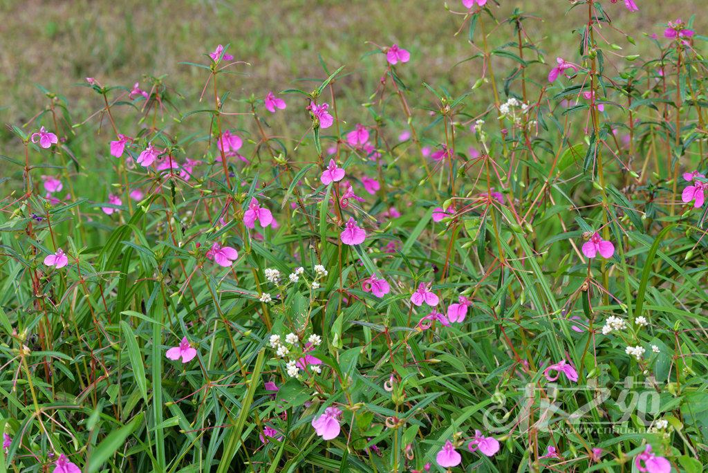 华凤仙 Impatiens chinensis