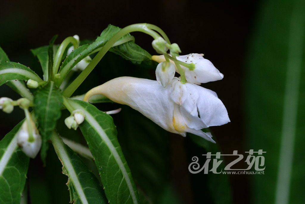 管茎凤仙花 Impatiens tubulosa