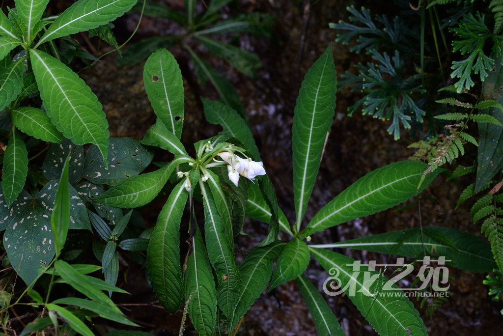 管茎凤仙花 Impatiens tubulosa