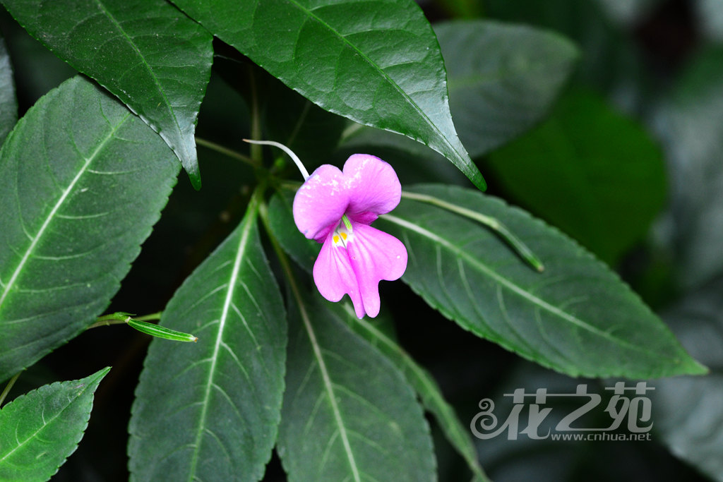 大旗瓣凤仙花 Impatiens macrovexilla