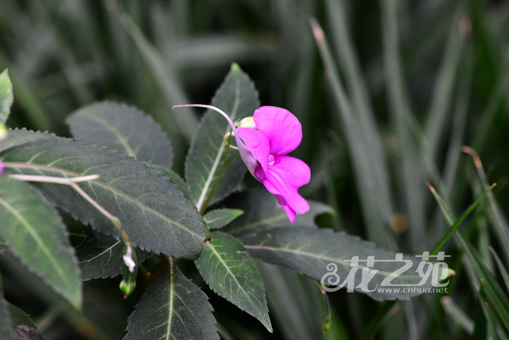 大旗瓣凤仙花 Impatiens macrovexilla