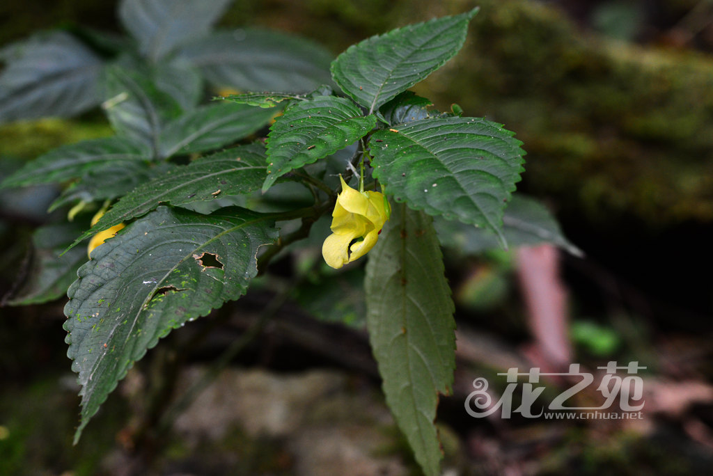 滇南凤仙花 Impatiens duclouxii