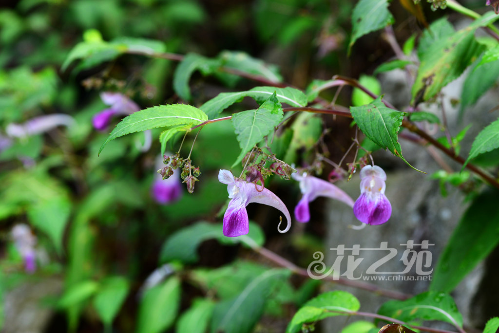 长距天目山凤仙花 Impatiens tienmushanica var. longicalcarata
