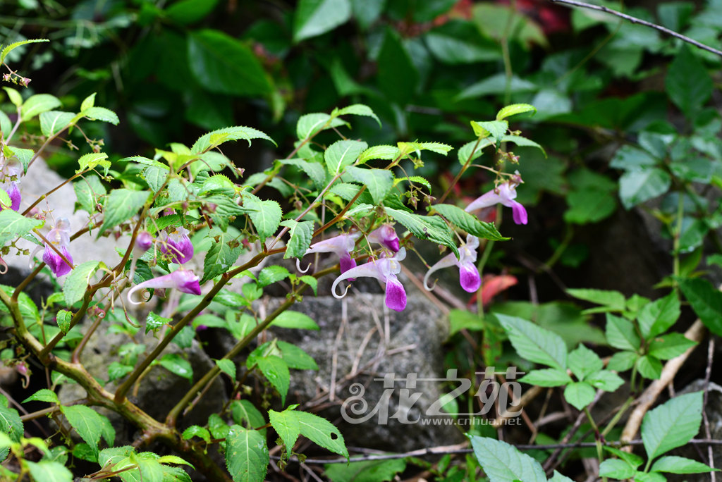 长距天目山凤仙花 Impatiens tienmushanica var. longicalcarata
