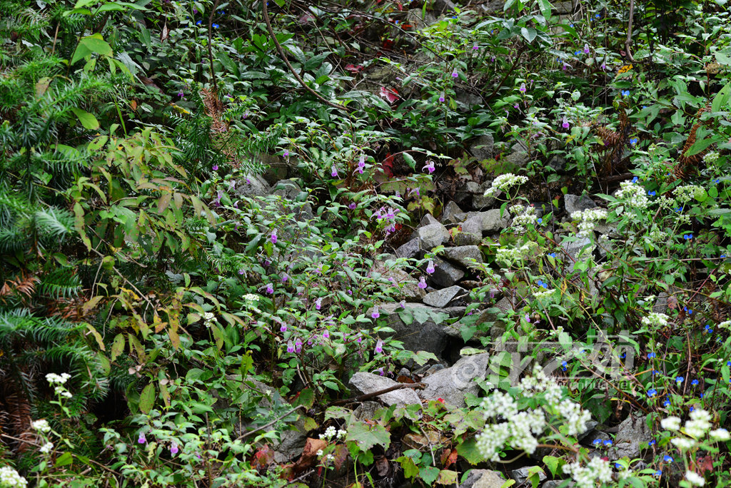 长距天目山凤仙花 Impatiens tienmushanica var. longicalcarata
