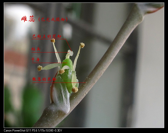 图4雌蕊结构.jpg 图4雌蕊结构.jpg