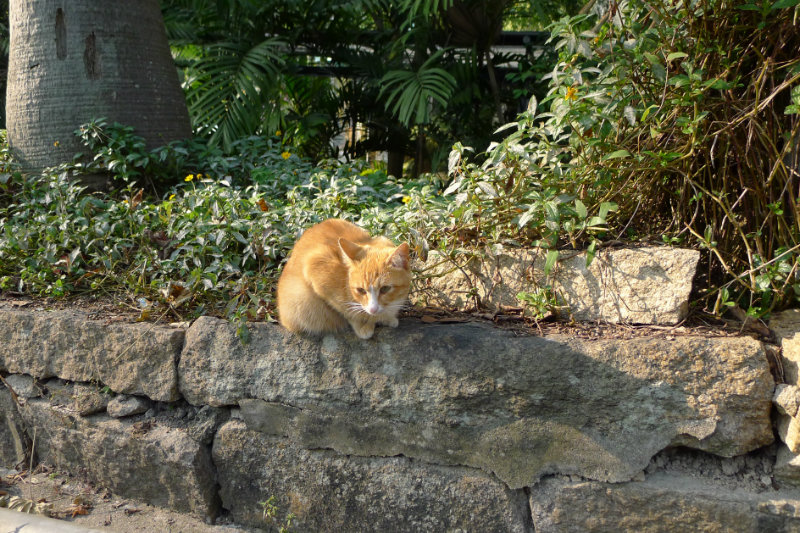 慵懒的小猫咪