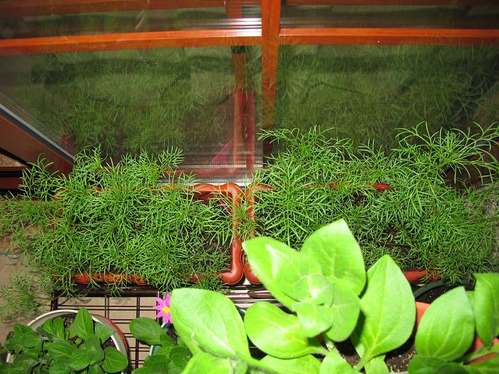 波斯菊2.jpg