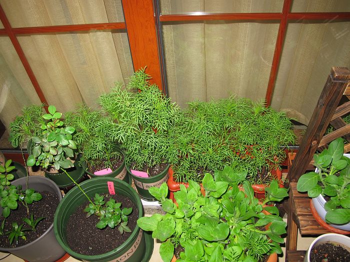 波斯菊1.jpg